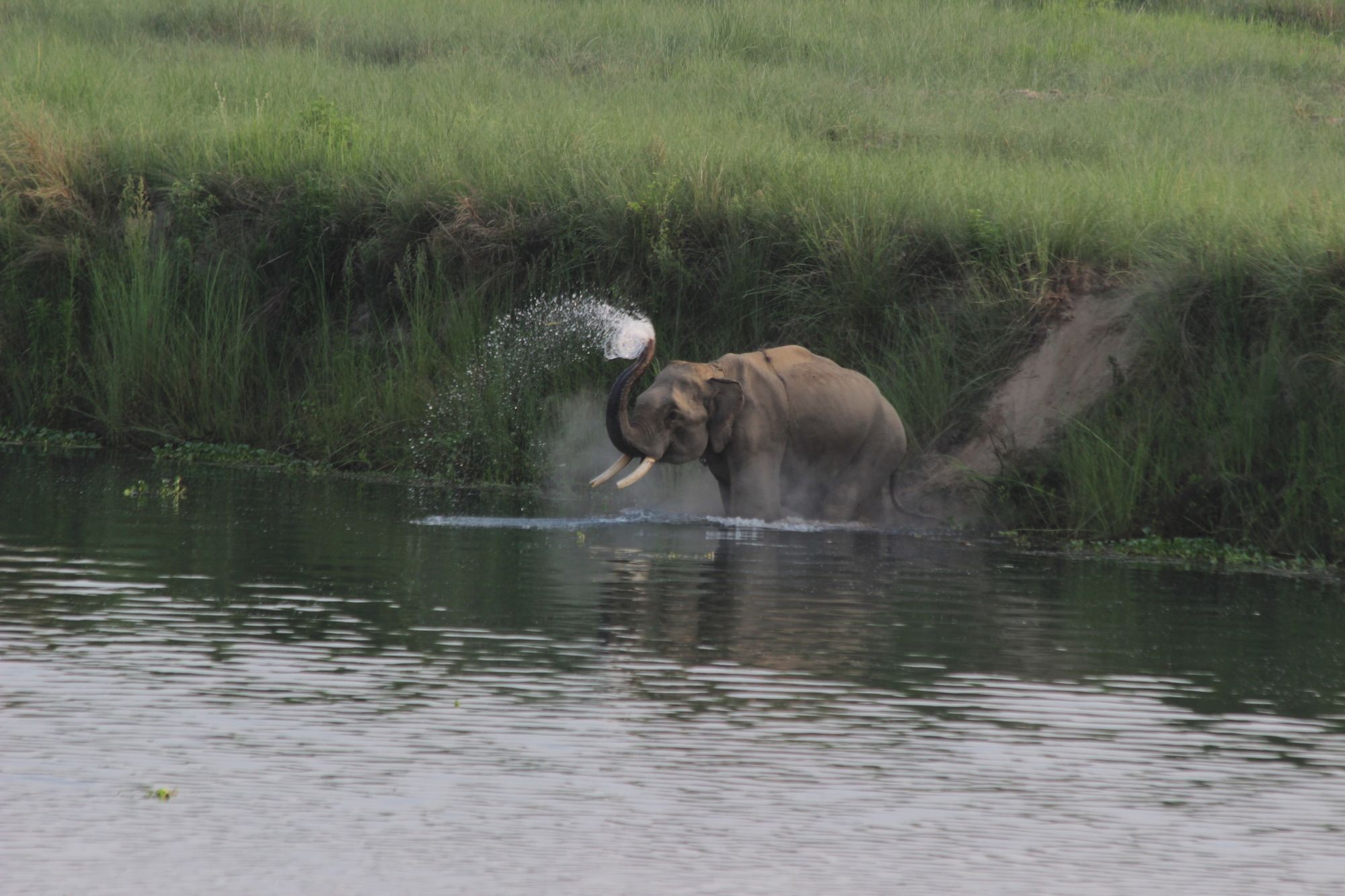 Jungle Sunset Camp Hotel Sauraha Luaran gambar